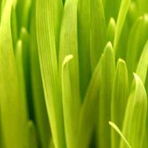 绿色无污染的网站攻击测试